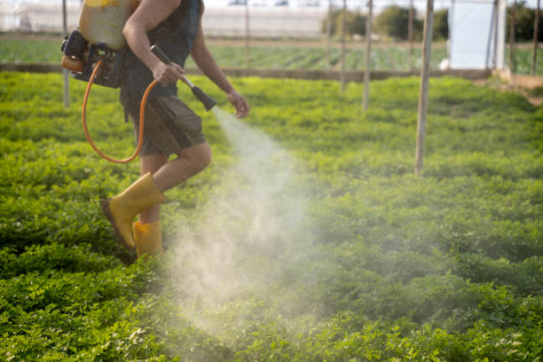 Best Insect Control  in Lake Wales, FL