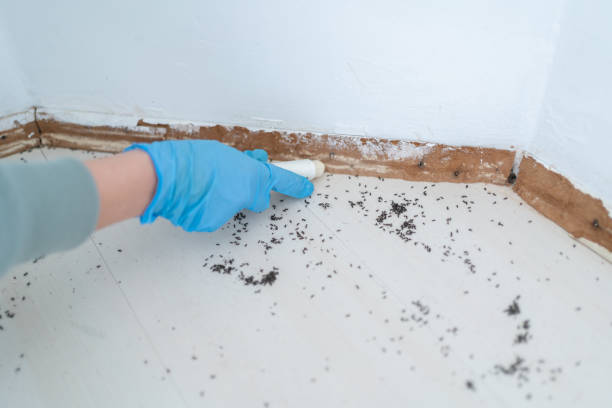 Best Wasp Removal Services  in Lake Wales, FL